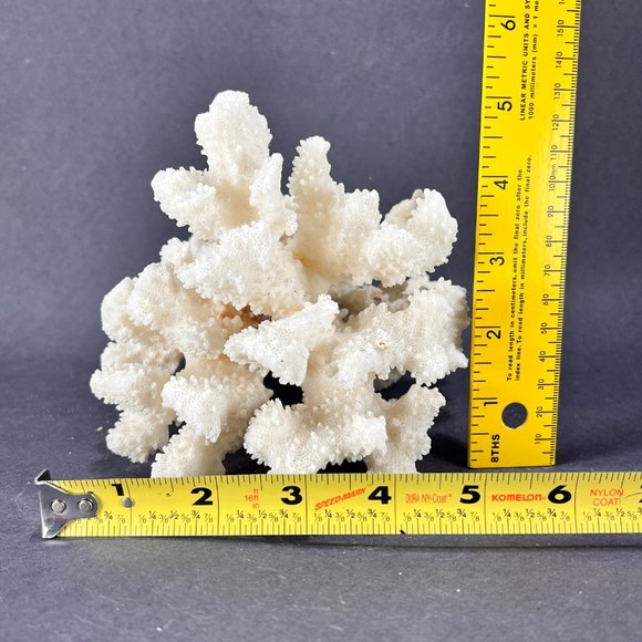 Natural White Coral Brown Stem Cluster Nautical Coastal Aquarium Decor 7" x 5" - Picture 11 of 13